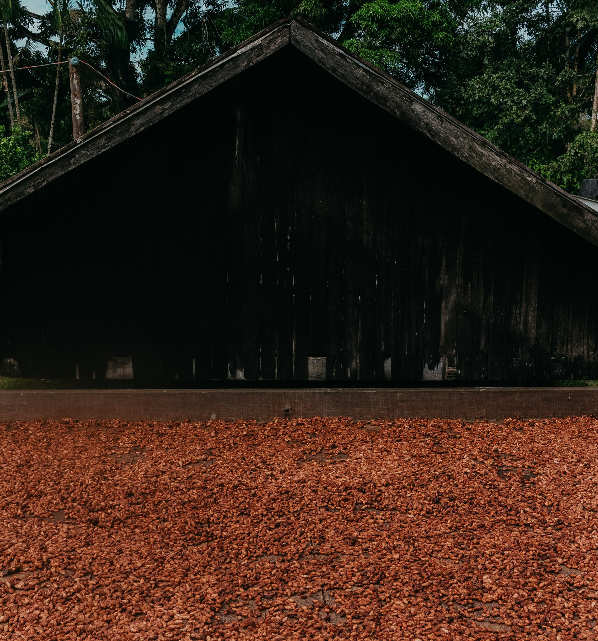Cocoabeans cocoabean-drying